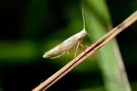 Argyresthia pruniella