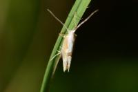 Argyresthia pruniella