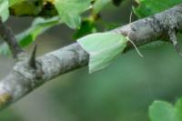 Tortrix viridana