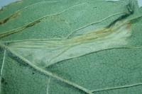 Phyllonorycter schreberella