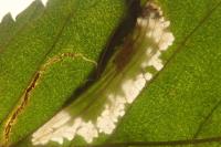Phyllonorycter schreberella