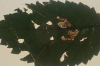 Stigmella viscerella