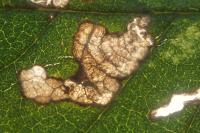 Stigmella viscerella