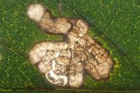 Stigmella viscerella