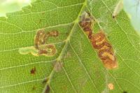 Stigmella viscerella