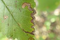 Stigmella ulmivora