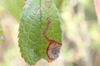 Stigmella plagicolella