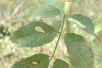 Coptotriche angusticollella