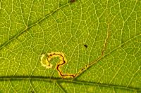 Stigmella