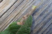 Stigmella salicis