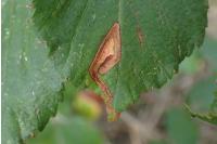 Stigmella aurella
