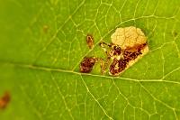 Ectoedemia atricollis