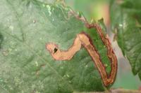 Stigmella aurella
