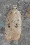 Agonopterix