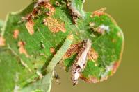 Teleiodes luculella
