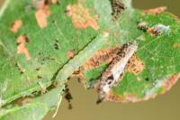 Teleiodes luculella