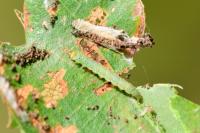 Teleiodes luculella