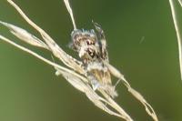 Tebenna micalis