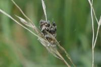 Tebenna micalis