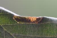 Phyllonorycter strigulatella