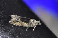 Epinotia nisella