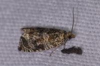 Celypha lacunana