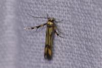 Stathmopoda pedella