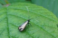 Adela reaumurella