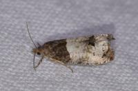 Notocelia roborana
