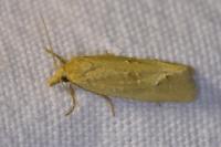 Cochylimorpha meridiana