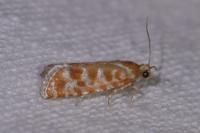 Rhyacionia pinicolana