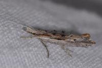Ypsolopha scabrella