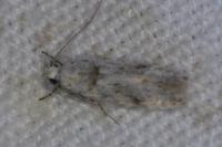 Teleiopsis paulheberti