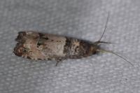 Notocelia incarnatana