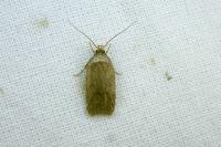 Agonopterix