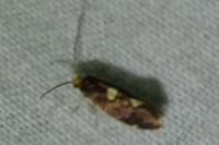 Incurvaria oehlmanniella
