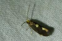 Incurvaria oehlmanniella