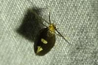 Incurvaria oehlmanniella