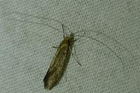Nematopogon