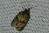 Syndemis musculana