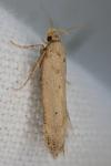 Bryotropha