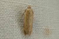 Bryotropha