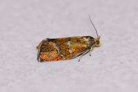 Ptycholoma lecheana