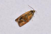 Ptycholoma lecheana