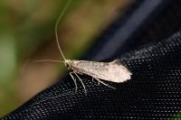 Nematopogon robertella