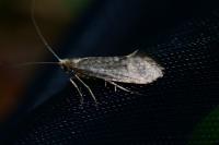 Nematopogon robertella