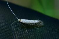 Nematopogon robertella