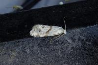 Aethes languidana