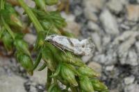 Aethes languidana