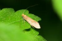Nematopogon